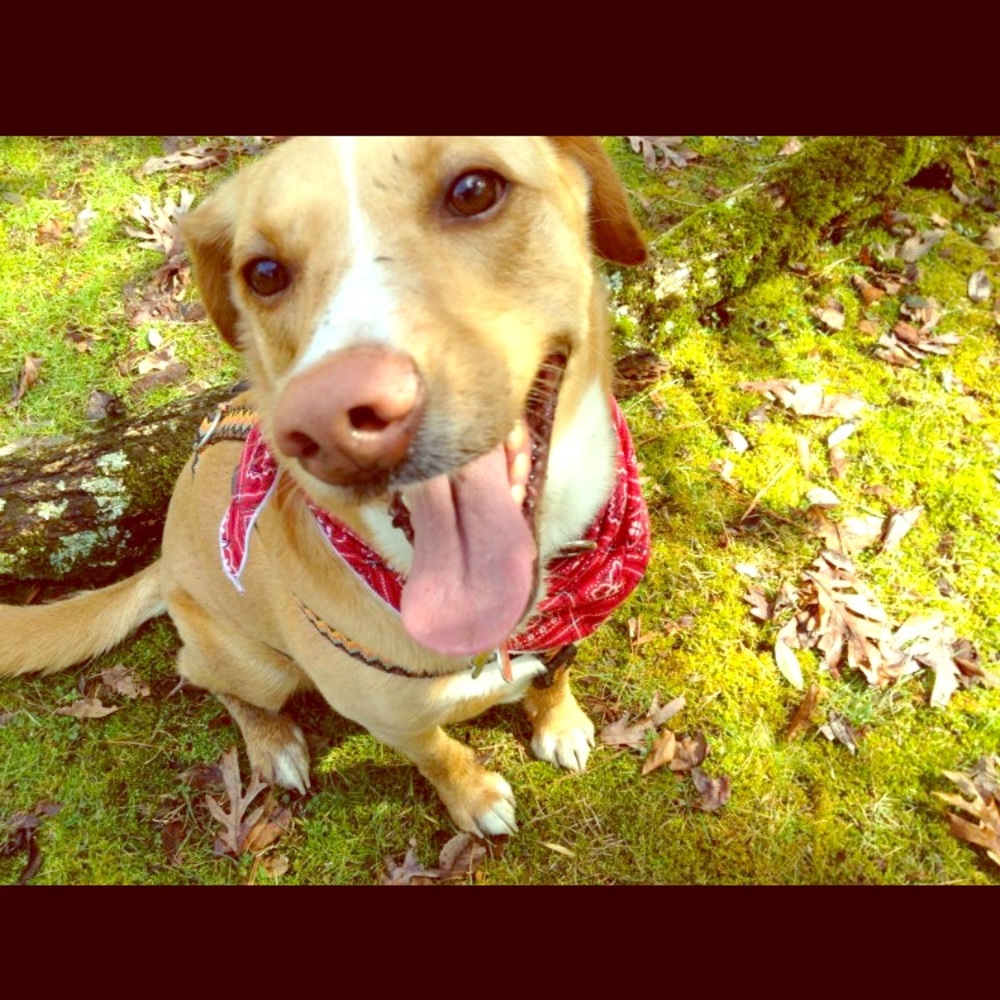 Meet your Posher, Samantha